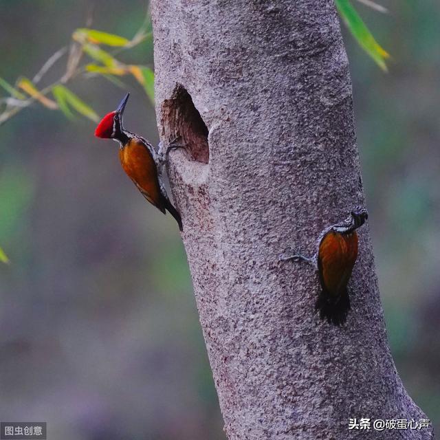 动物医生除了啄木鸟还有哪些，除了啄木鸟是医生还有其他吗（一种值得人类学习的鸟儿——啄木鸟）