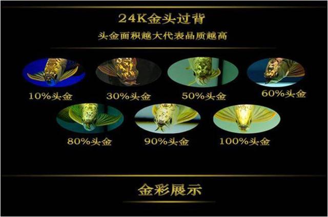 高背红尾金龙鱼，高背金龙鱼的简介-高背金龙鱼的配对方法（鱼友当自强——学会辨识金龙品种和泡药鱼）