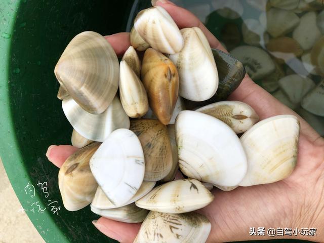 惠州海岛旅游景点哪里好玩，惠州野沙滩大汇总：8个野沙滩