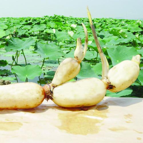 武汉特产有哪些，武汉特产有哪些可以带给朋友（武汉特产有哪些值得带）