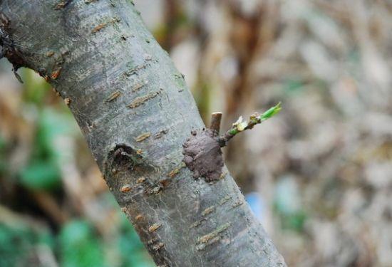 桃树嫁接时间和方法，桃树嫁接时间和梨树嫁接方法（桃树嫁接时间与方法）