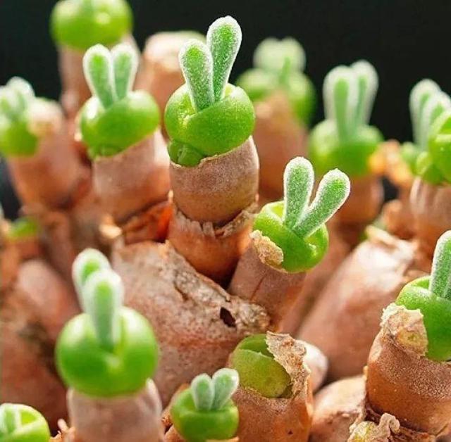 儿童简笔画蒜苗的画法，儿童画蒜苗简笔画图片（快培养一下你家的小花匠）