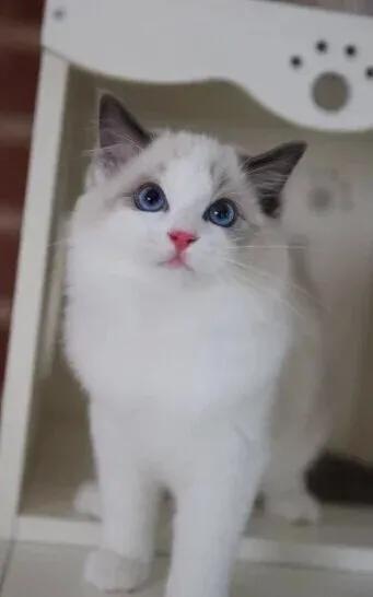 猫猫图片，我喜欢的样子你都有（宠物猫品种大全及图片）