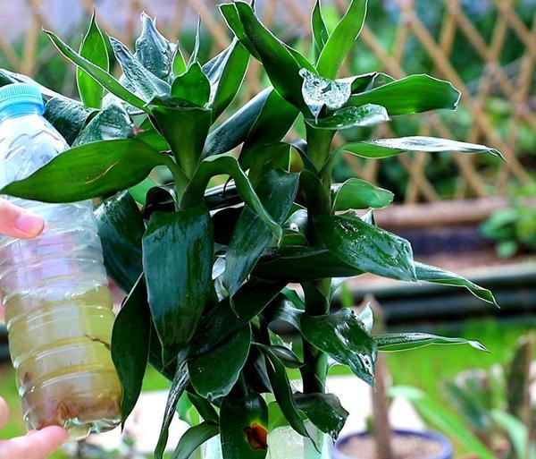 富贵竹的寓意是什么，5根富贵竹的寓意是什么（富贵竹寓意好代表福运、财富）