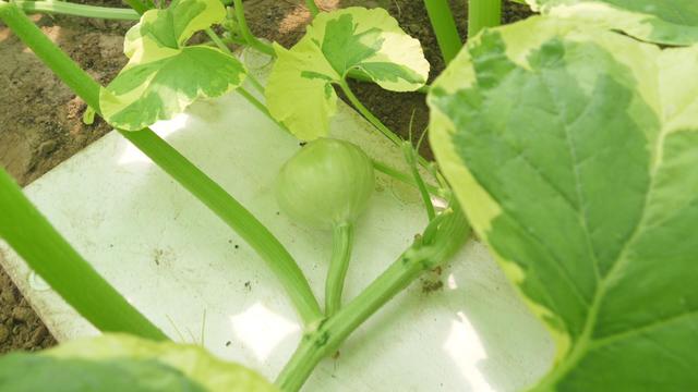 南瓜标本怎么做，巨型南瓜怎么做成标本不坏（看看小伙的种植过程）