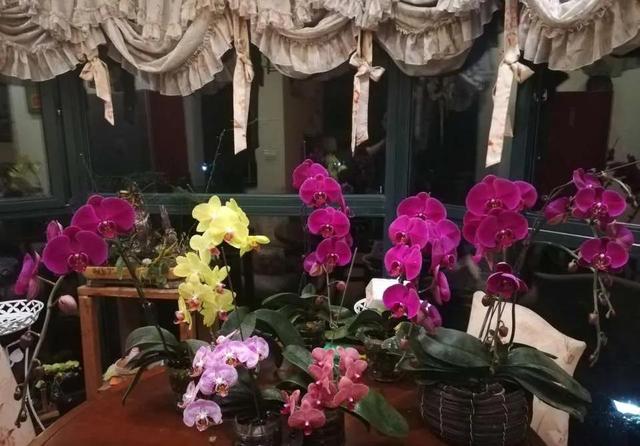 如何养好比利时杜鹃，如何养好比利时杜鹃品种（经验少的朋友别入“坑”）