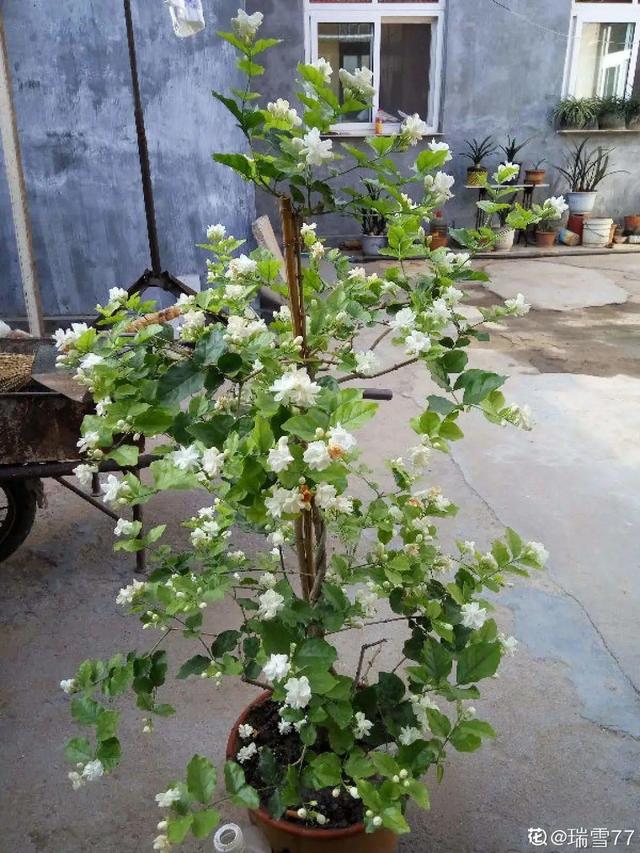 紫薇花什么季节开花，紫薇什么时候开花（温度高也不休眠）