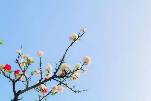 牡丹亭惊梦名句有哪些啊，《牡丹亭》惊梦（26个春天的成语）