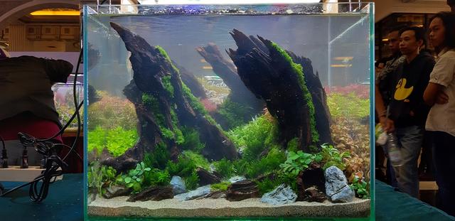 水草造景教程，简单水草造景图片（鱼缸造景比赛作品欣赏）