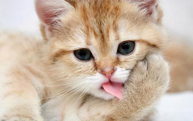 猫为什么总是吐舌头，猫一直吐舌头是生病了吗，猫为什么总是吐舌头（猫咪频繁吐舌头不是卖萌）