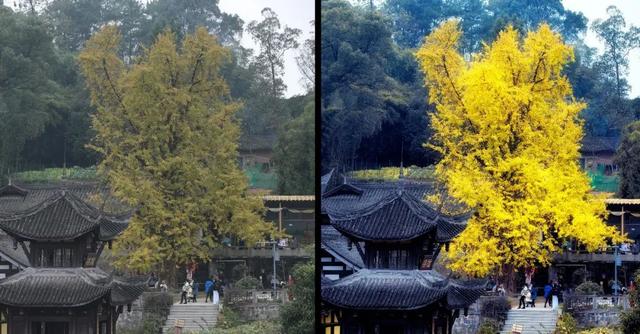 ps滤镜camera raw在哪，ps滤镜camera（如何拯救“灰姑娘”照片）