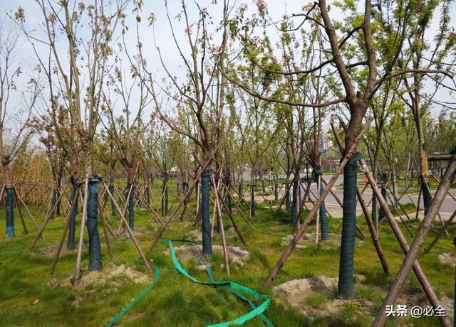 栽什么意思解释，栽字笔画笔顺（树木栽植有哪三个原则）