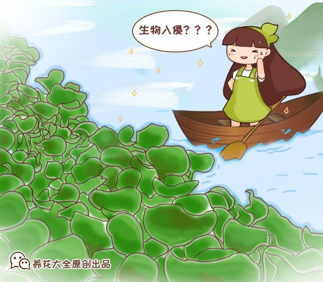 五色梅冬天会不会冻死,别说你不会养花