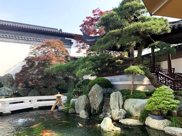 松柏树的象征意义，松柏树长什么样子（庭院门口真的不可以种植松柏吗）