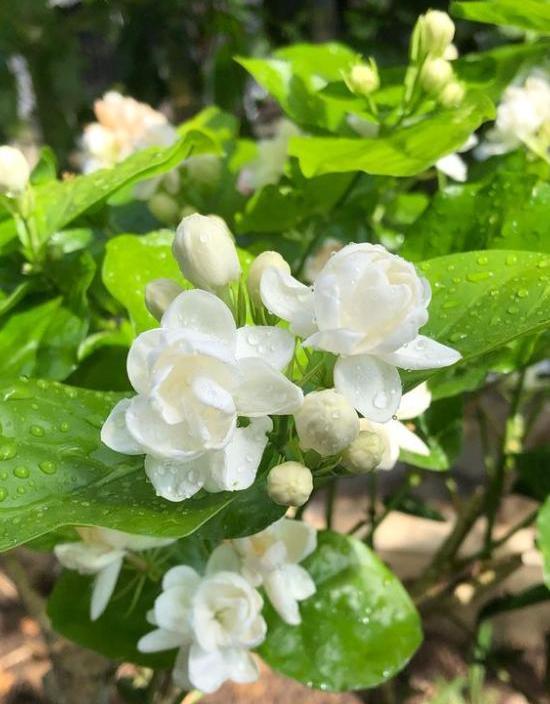 茉莉花怎么修剪，茉莉花怎么修剪过冬（学会修剪很重要）