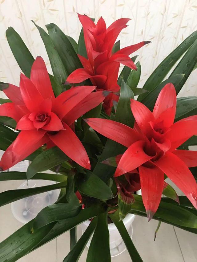 鸟尾花的繁育管理，鸟尾花 花期（30种耐阴花）