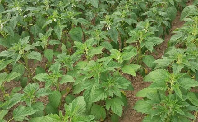 芝麻种植时间和方法，芝麻如何种植（芝麻的种植方法和时间）