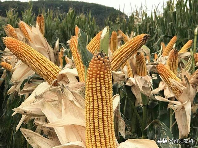 瑞普909玉米成熟多少天，瑞普909玉米夏播多少天成熟（这个玉米新品种超耐旱）