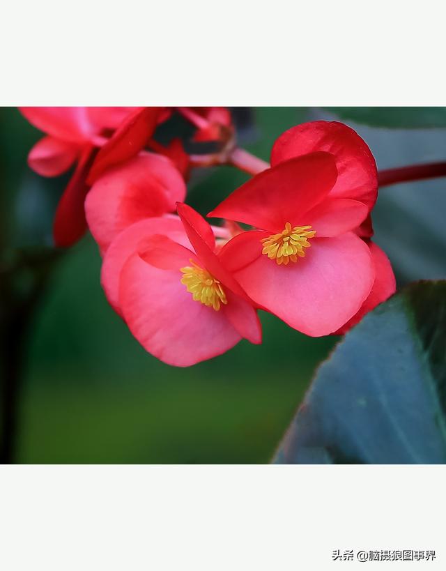 玻璃海象（玻璃海棠，这3个方法你用了吗（玻璃海棠长什么样）