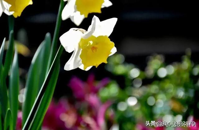 关于水仙花的诗句，水仙花的诗句（欣赏一组赞咏水仙花的诗句）