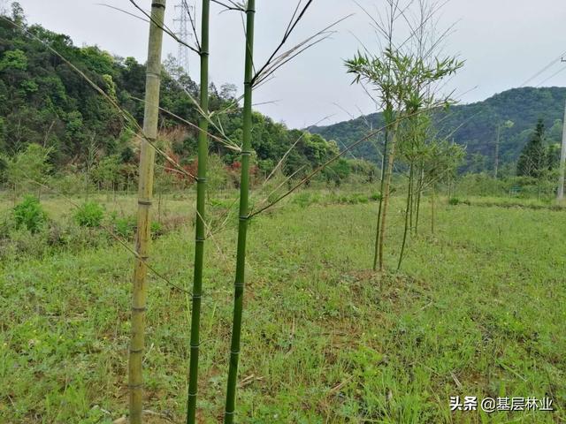 竹子的种植方法，这样栽竹子栽一棵活一棵而且出笋快