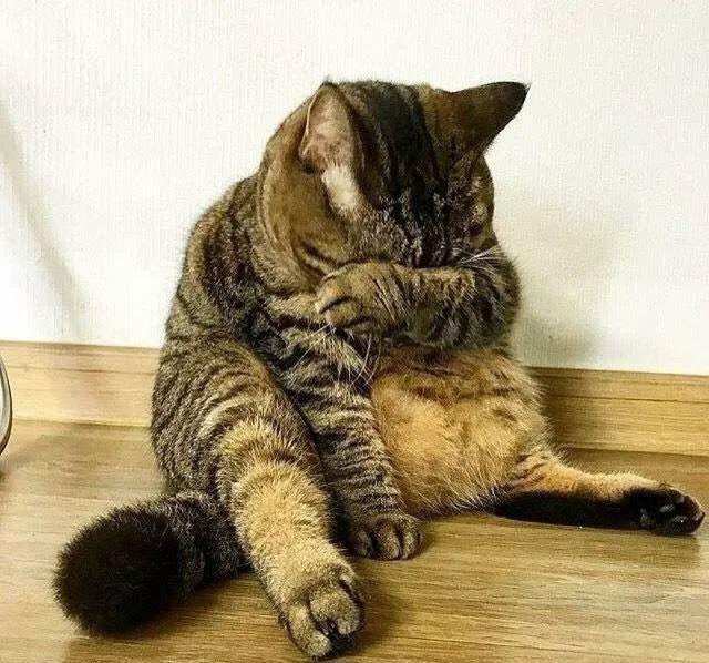 猫的记忆有多久，猫咪对主人的记忆可以持续多久（猫咪会不认识自己吗）