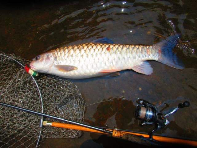 路亚钓法为何被称为“水上高尔夫”？揭秘其优雅与技巧并存的独特魅力