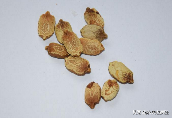 苦瓜种子怎样才能发芽快，苦瓜怎么育苗发芽率比较高（导致发芽困难怎么办）