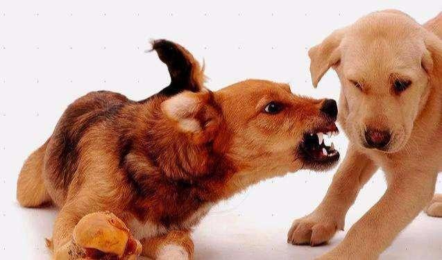 狗护食（狗狗护食），狗狗出现护食，和主人关系很大（什么是狗狗护食）