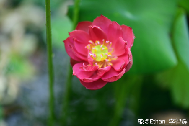 各种花的开放时间，各种花的开放时间是什么（2021赏花日历）