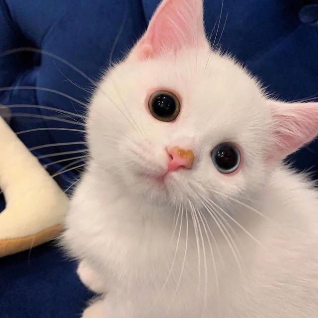 用猫做头像的男生，猫咪（可爱猫的微信头像）