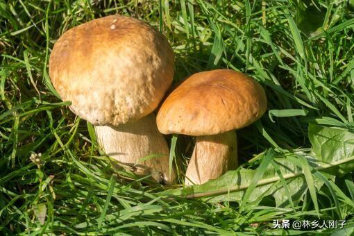 牛肝菌产地哪里 牛肝菌产地分析，牛肝菌产地哪里（野生牛肝菌今年多少一公斤）