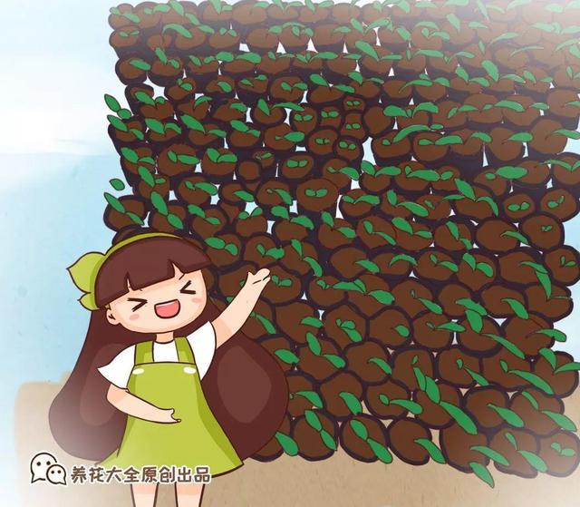 君子兰不开花怎么办才能开花，用“啤酒水”擦叶子