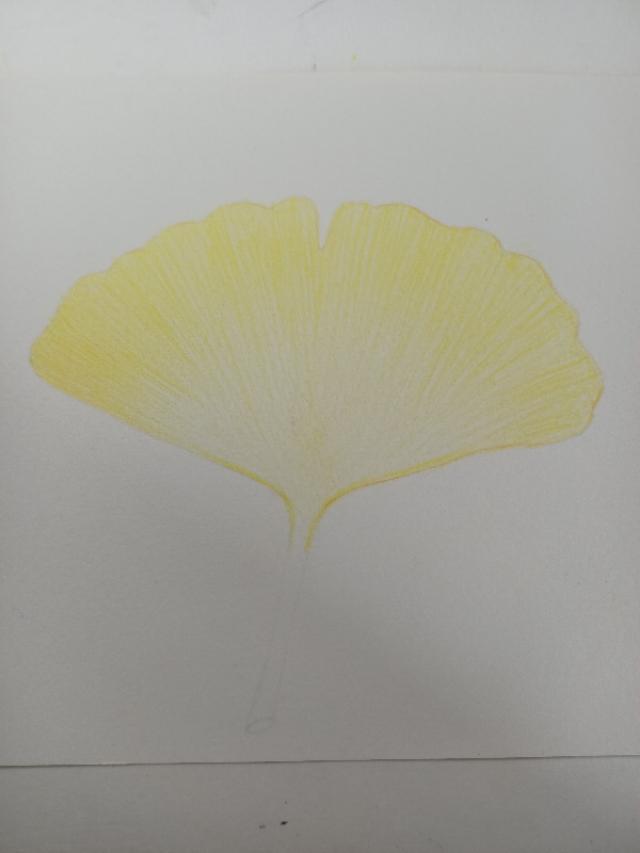 怎么画银杏树，怎么画银杏树叶视频（彩铅画/简简单单一片银杏叶）