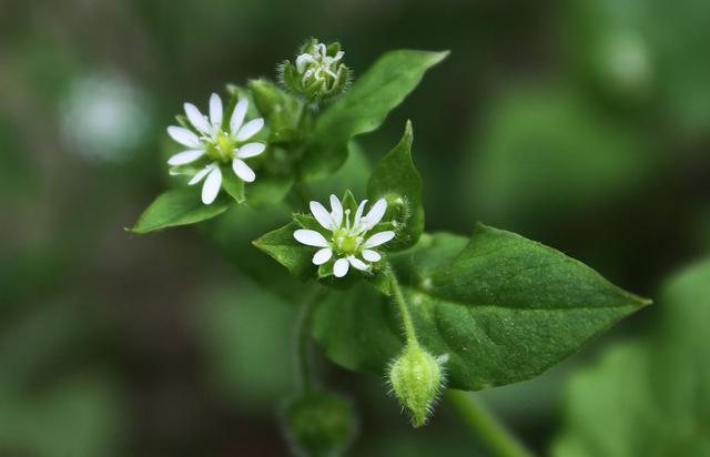 芐怎么读，芐怎么读（芐字解释（食野之芩”里的“芩”是什么植物）