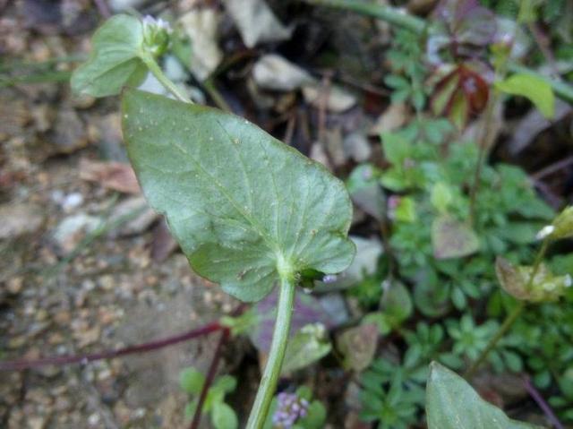 猫儿眼生长在什么地方，猫儿眼有什么药用价值（农村一种似“猫眼”的野草）