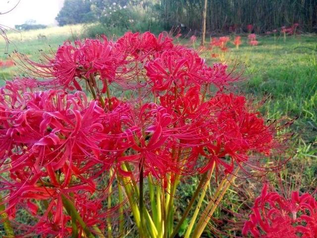 彼岸花有毒吗,彼岸花有毒吗能不能用手触摸(不是所有的花都能养)