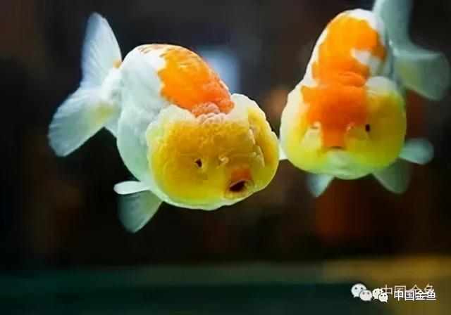 鱼怎么繁殖下一代，鱼是怎么繁殖后代的（春天到了，孕育鱼宝宝）