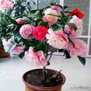 山茶花开花时间，山茶花养几年才开花（花苞多、开花也旺）