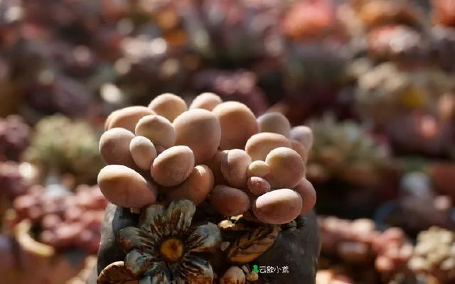 多肉十大美人系列，十大漂亮多肉（盘点盘点多肉界的“美人”们）