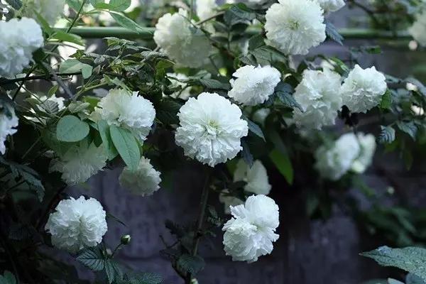 送女朋友雏菊合适吗，情人节可以送小雏菊吗（这些是代表“分手”的花）