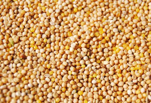 黍子是什么粮食，黍子面是什么粮食作物（高粱和谷子怎么区分）