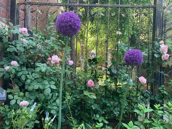 洋葱长芽了会开花吗，洋葱长芽了会开花吗有毒吗（阳台种点“大葱”）