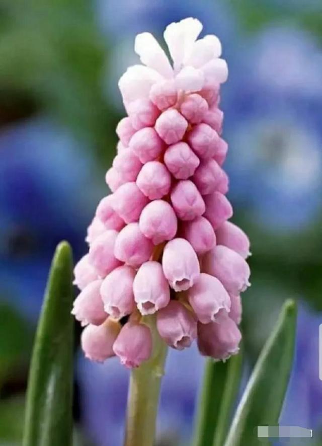 花语传说，一见钟情忘不了（花语传说护肤品）