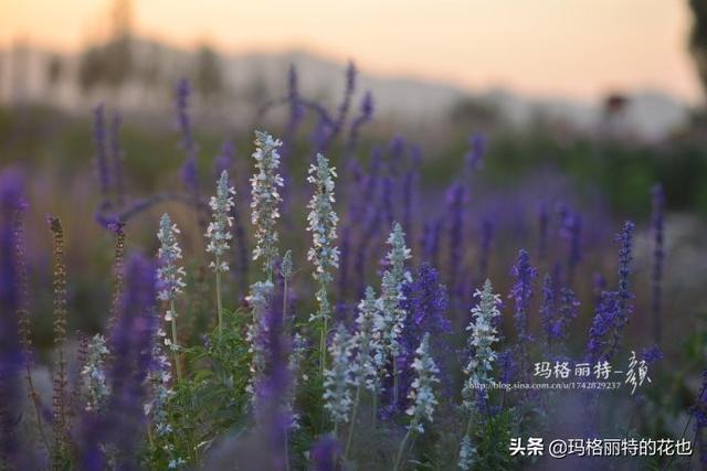 薰衣草如何过冬，薰衣草怎样过冬（西餐料理中常见的几种香草）