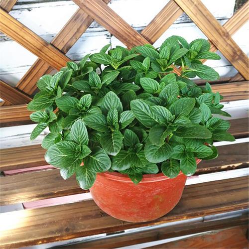 田七花有什么功效，田七花是什么（还能防个小病小灾的）