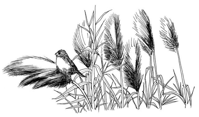 芦苇怎么画,芦苇怎么画简笔画(听说你不会画芦苇钢笔画)
