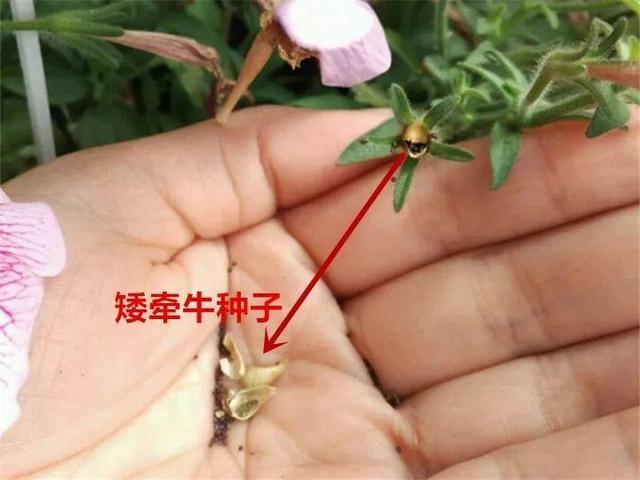 君子兰不开花怎么办才能开花，用“啤酒水”擦叶子