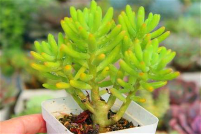 八千代多肉怎么养，八千代多肉怎么养成妖娆桩（多肉八千代养护“3妙招”）