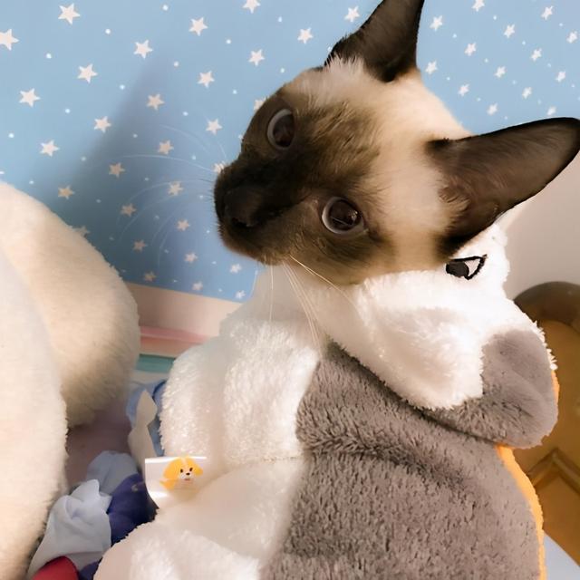 猫中之王是什么品种，十大最漂亮的猫（暹罗猫：堪称最忠诚的猫）